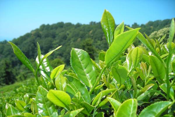 Çayın Bitkisel Özellikleri